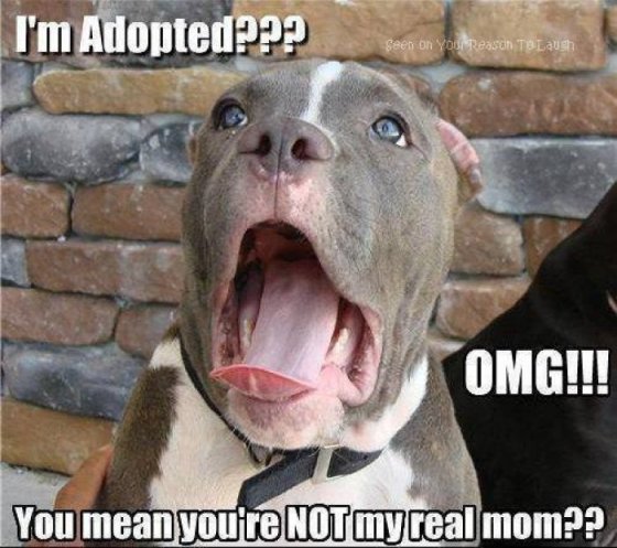 Im-adopted---dog-meme